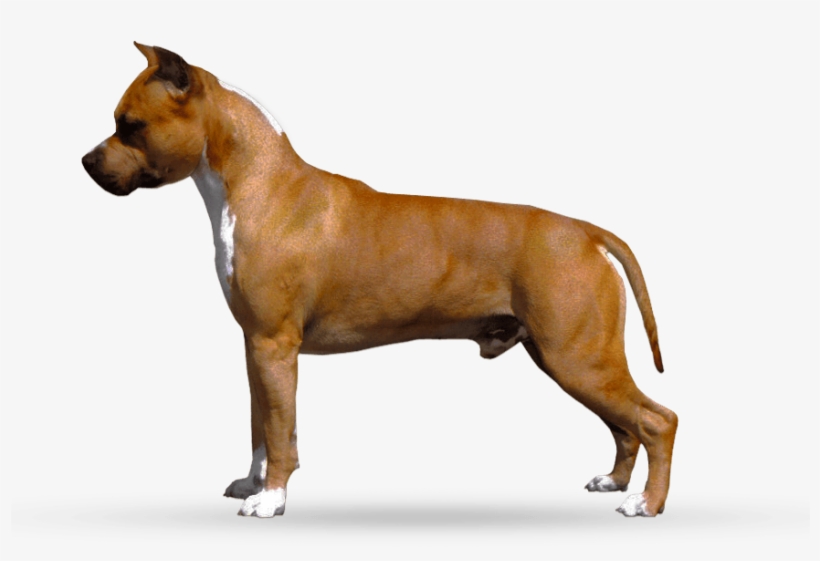 Parastone's Call Me Mon Cheri - American Staffordshire Terrier, transparent png download
