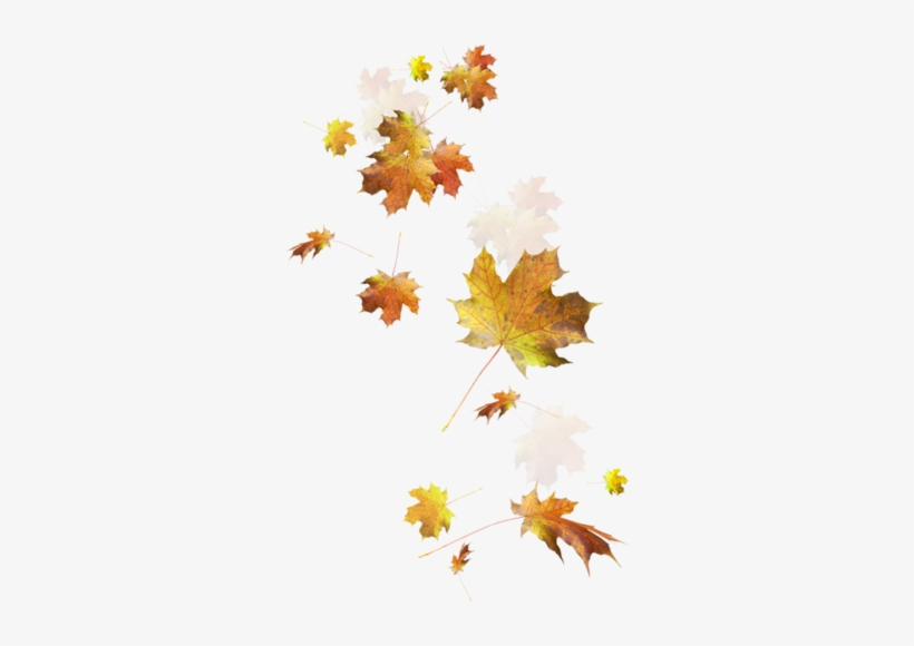 Цветы И Сладость ❤ Liked On Polyvore Featuring Autumn - Fall Leaves Png Transparent, transparent png download