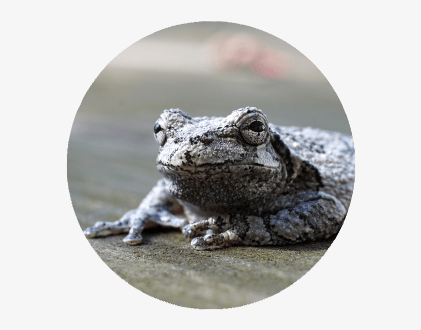 Gray Treefrog, transparent png download