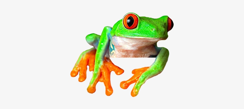 Ayahuasca Retreats Sapo - Cafepress Red Eyed Treefrog From Square Car Magnet, transparent png download
