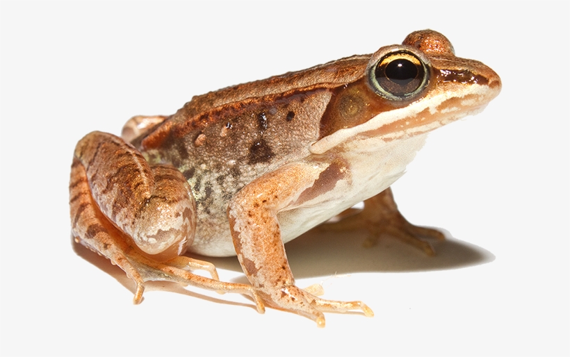 Lithobates Sylvaticus - Wood Frog Png, transparent png download