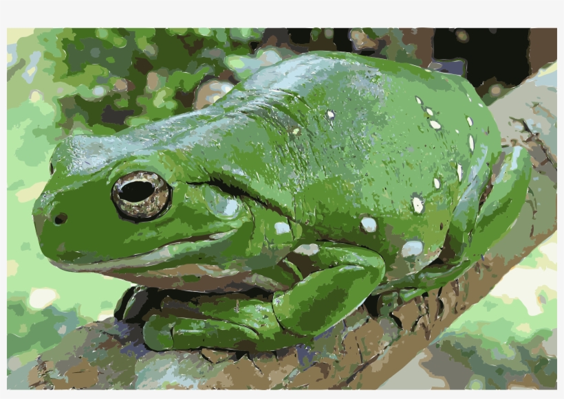 This Free Icons Png Design Of Magnificent Tree Frog, transparent png download