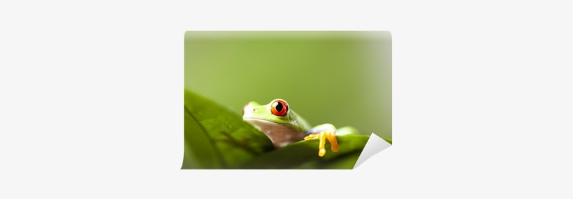 Frog, transparent png download