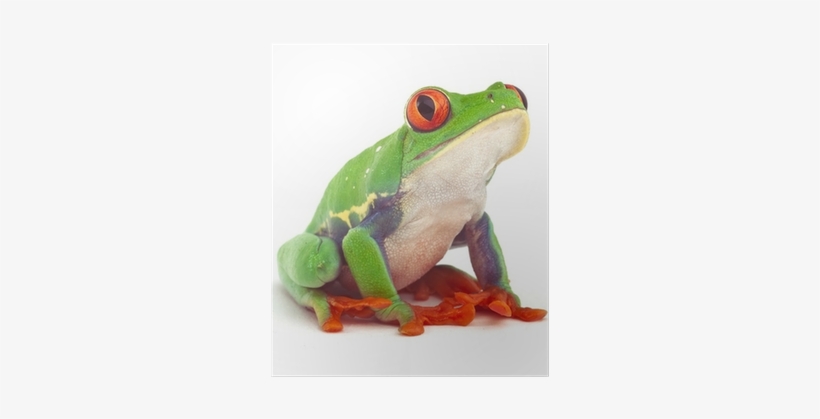 Tree Frog, transparent png download