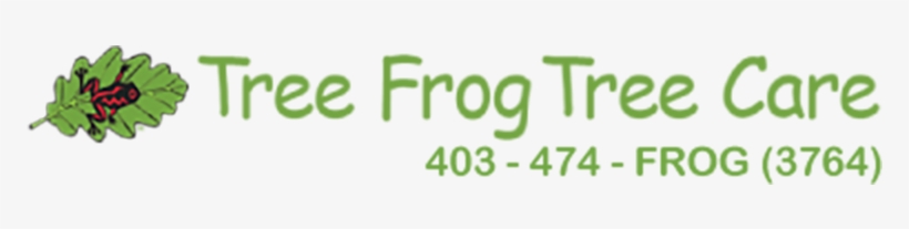 Tree Frog Png, transparent png download