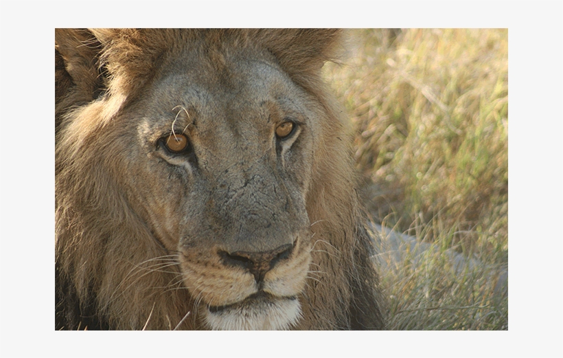 African Lion - Lion, transparent png download