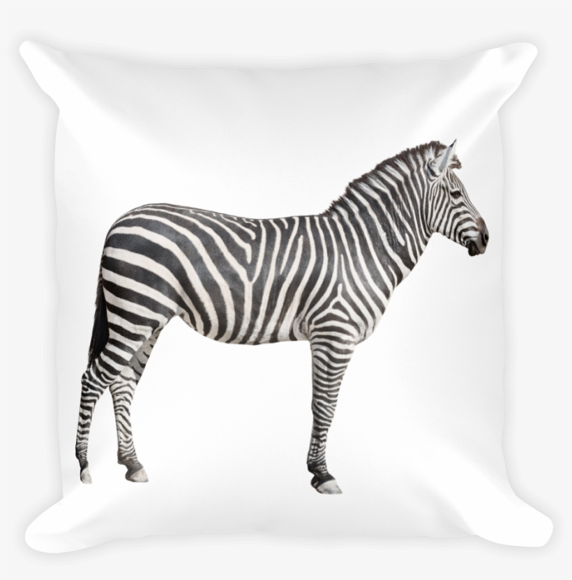 Zebra Print Square Pillow - Flash Card Wild Animals, transparent png download