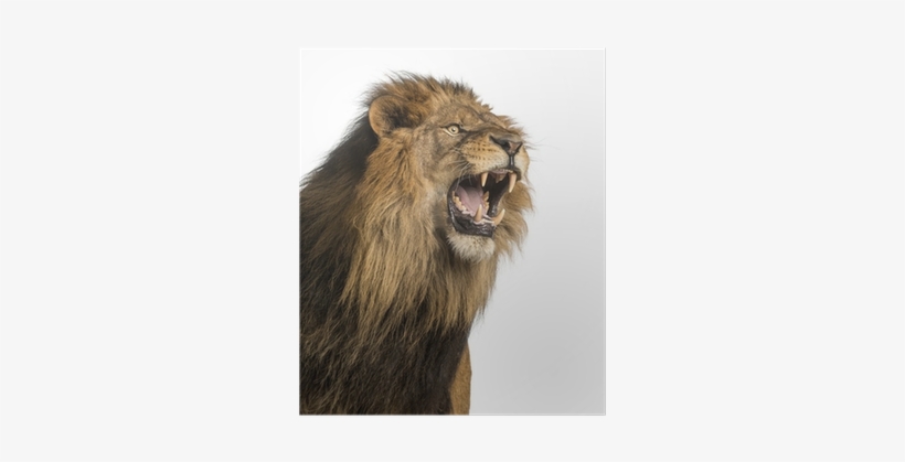 Close-up Of A Lion Roaring, Panthera Leo, 10 Years - Fangs: How Do Animals Eat?, transparent png download