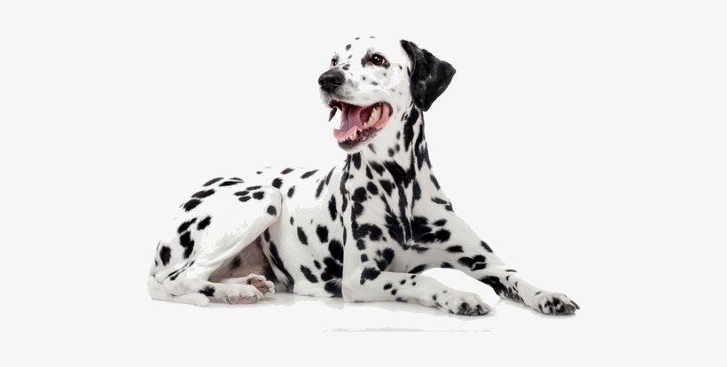 Dalmatians Are A Devoted Breed With A Distinct Appearance - Dalmatias Dog, transparent png download