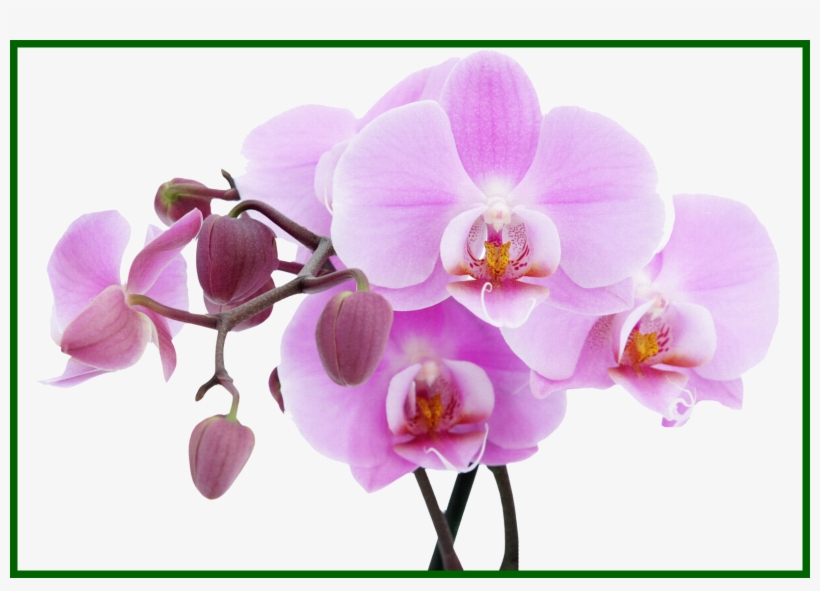 Marvelous Mason Jar Vector Clip Art Orchid And Design, transparent png download