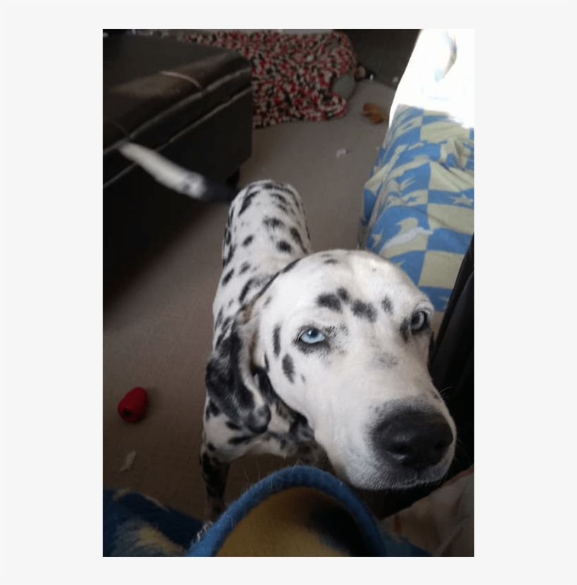 Adult Rate - Animal Rescue Group, transparent png download