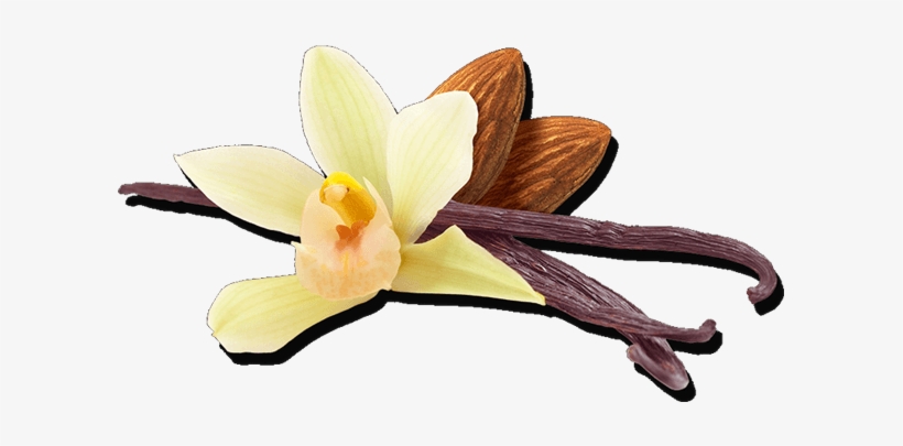 Our Ingredients - Sprouting, transparent png download