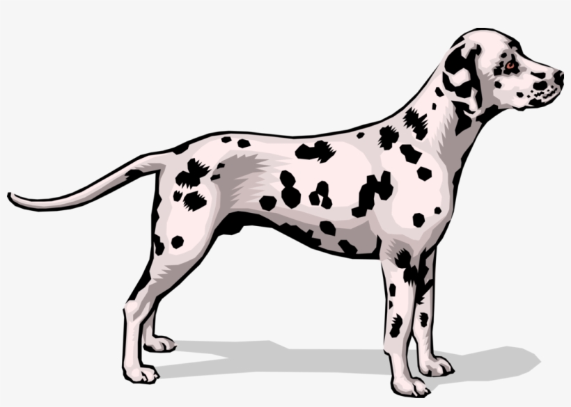 Vector Illustration Of Spotted Dalmatian Dog Stands - Dalmatian Dog, transparent png download