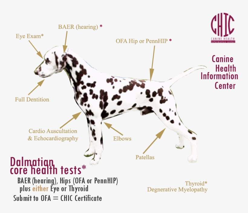 Click On The Photo Above For A Graphical Explanation - Dalmatian, transparent png download