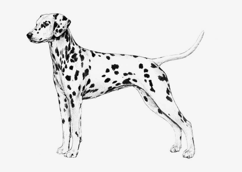 Dalmatian - Akc Dalmatian, transparent png download
