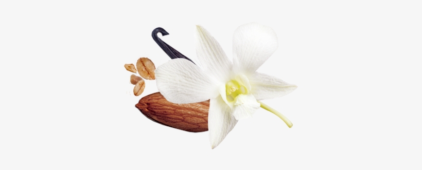 Cultivated Vanilla - Granola, transparent png download