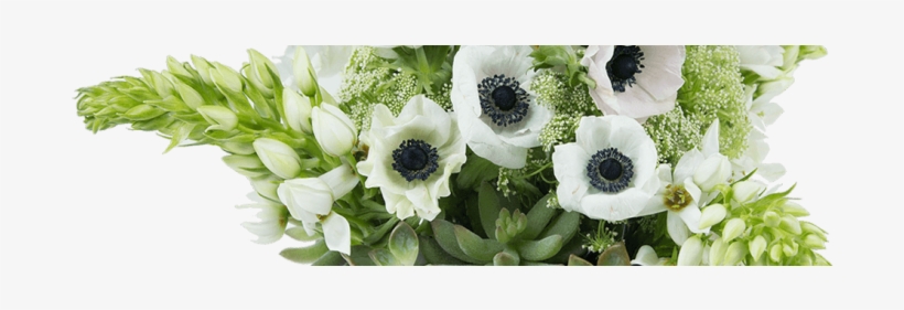 Vanilla Sky - African Daisy, transparent png download