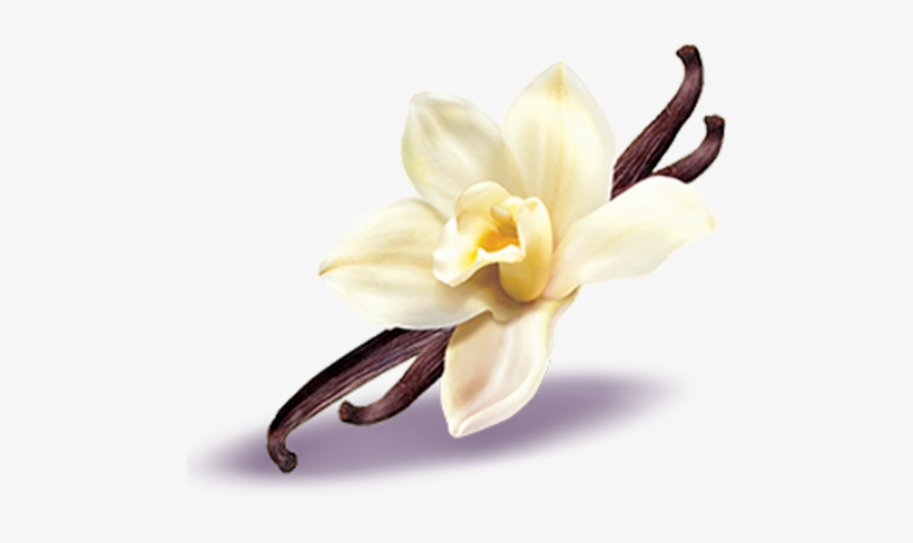 Post Navigation - Vanilla, transparent png download