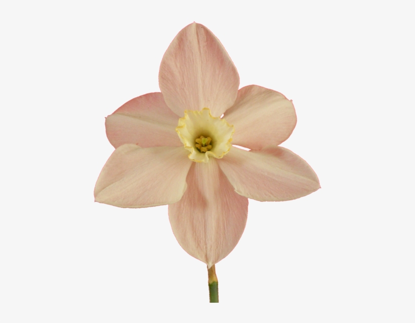 Narcissus20090514 37 - Narcissus Png, transparent png download