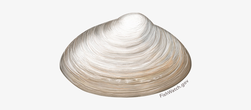 Atlantic Surfclam - Clam, transparent png download