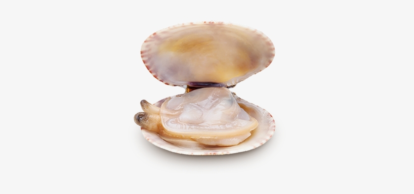 Natural Clam Almejas Naturales Transparent Png 480x320 Free Download On Nicepng