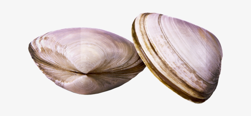 Clams - Clam, transparent png download