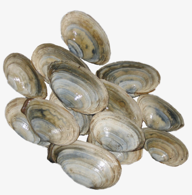 Steamer Clams From Pei - Cockle, transparent png download