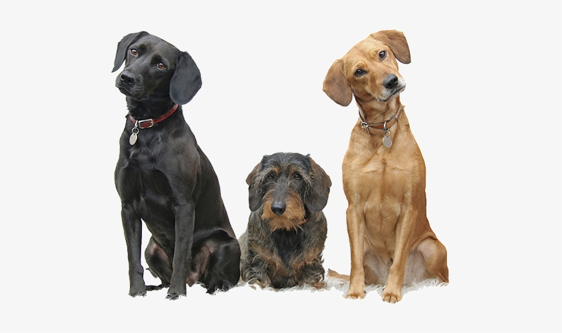 Dog Walking Png - Dogs Sitting, transparent png download