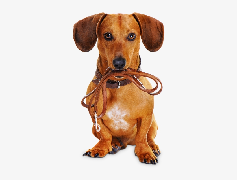 Reserve Now - Dog With Leash Png, transparent png download