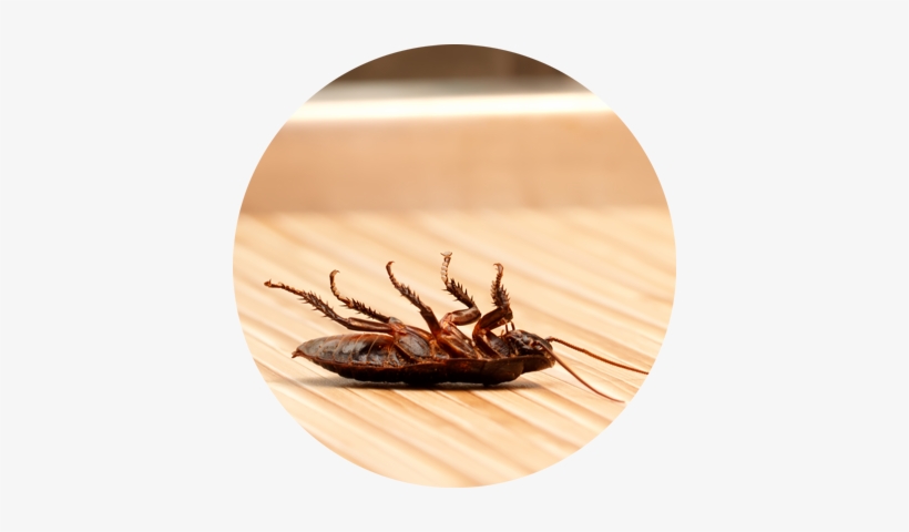 Call Today - Pest Control Slider, transparent png download
