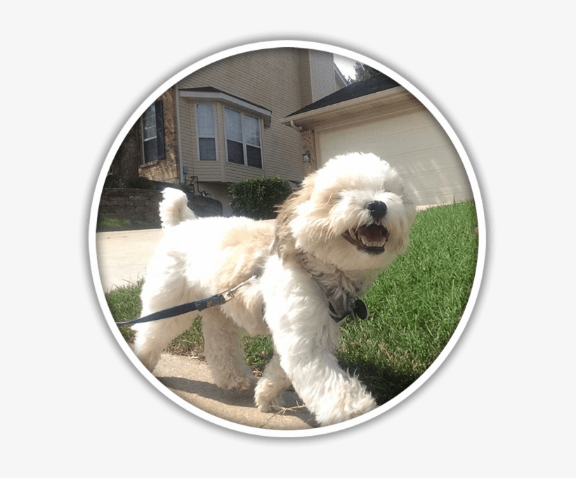 Dog, transparent png download