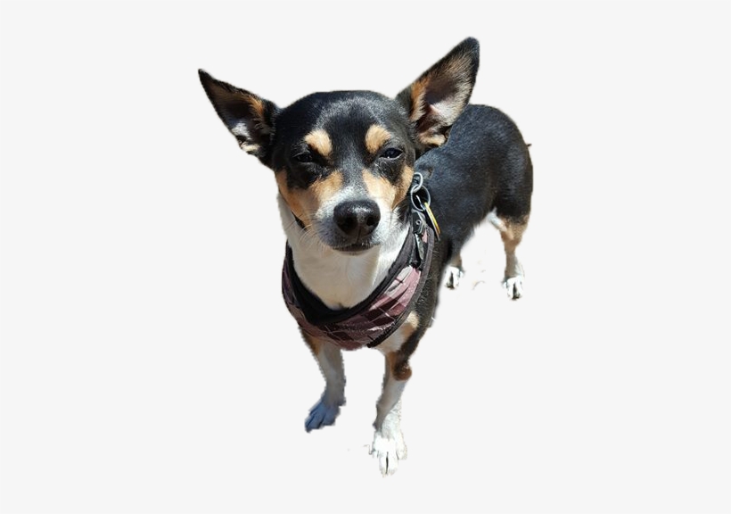 Dog Walking Service Consists Of - Toy Fox Terrier, transparent png download