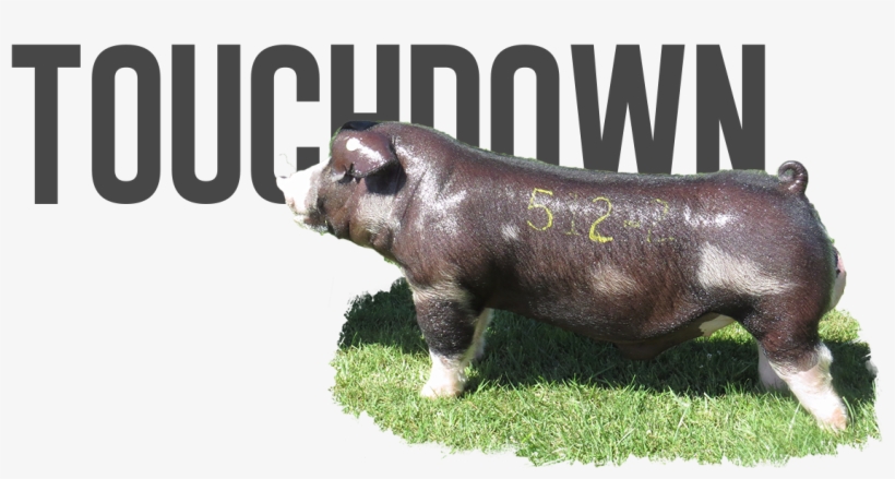 Downtown X On The Run - Domestic Pig, transparent png download