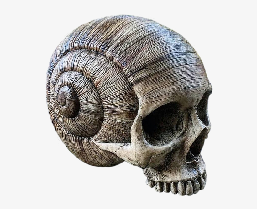 Image Result For Animal Skull - Snail Skull, transparent png download