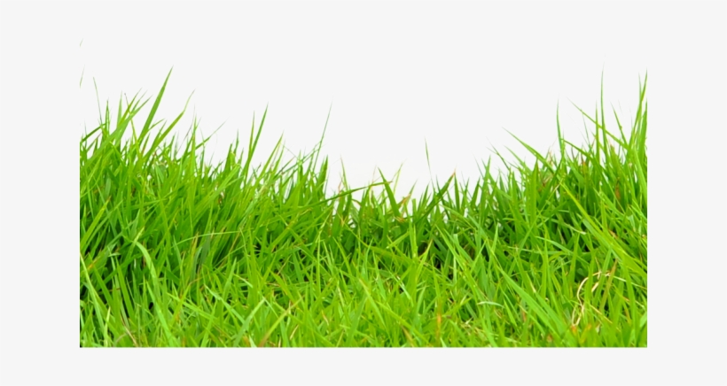 Grass Png Transparent Images - Portable Network Graphics, transparent png download