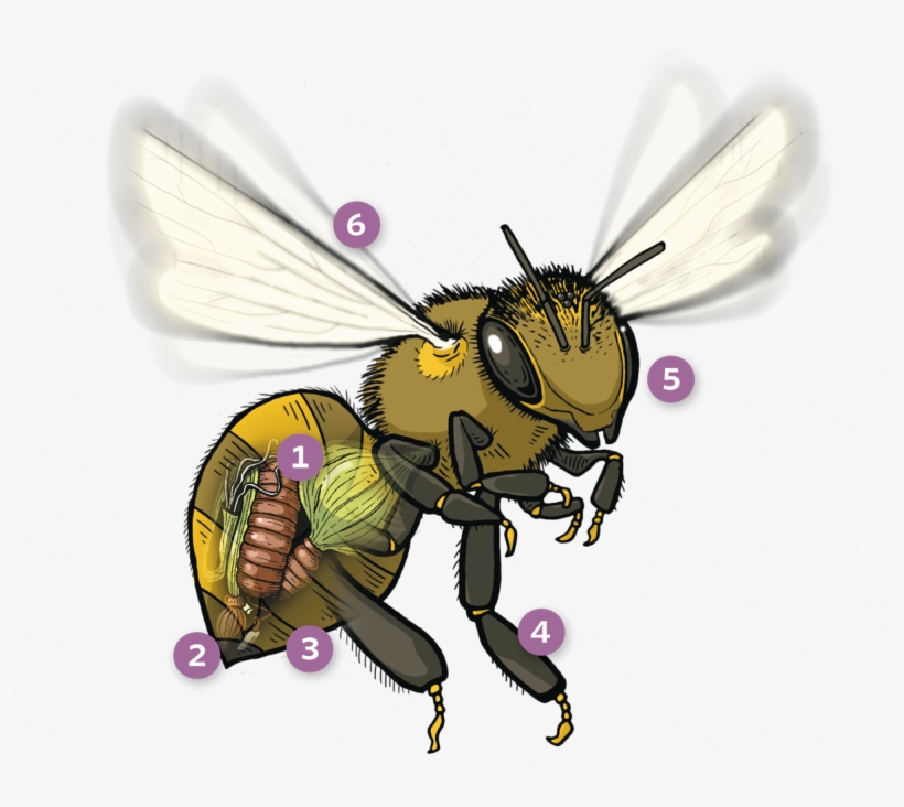An Error Occurred - Net-winged Insects, transparent png download