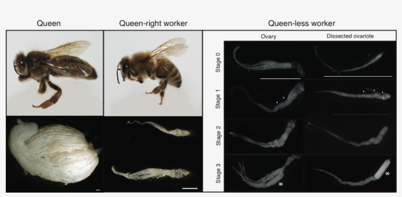 2 - Honey Bee Worker Ovaries, transparent png download