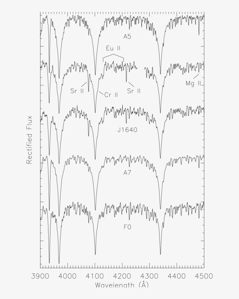 Spectra Of J1640 Compared To Mk Standard Stars As Labeled - Michael Kors, transparent png download