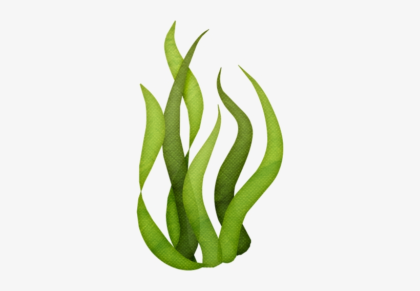 María José Argüeso - Transparent Background Seaweed Clipart, transparent png download