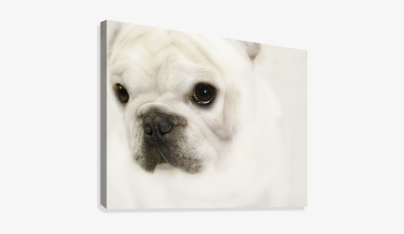 Cute Eyes Canvas Print - French Bulldog, transparent png download