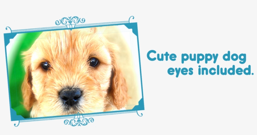 Slide Cute Eyes - Companion Dog, transparent png download