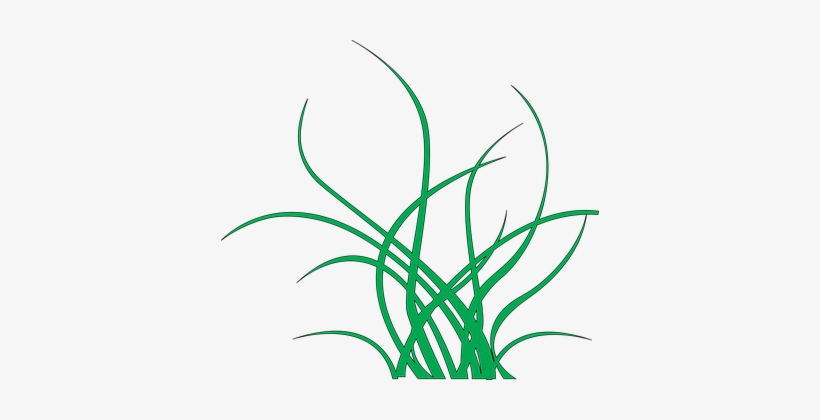 Seaweed Green Sea Seaweed Seaweed Seaweed - Ciclo De Vida Libelula, transparent png download