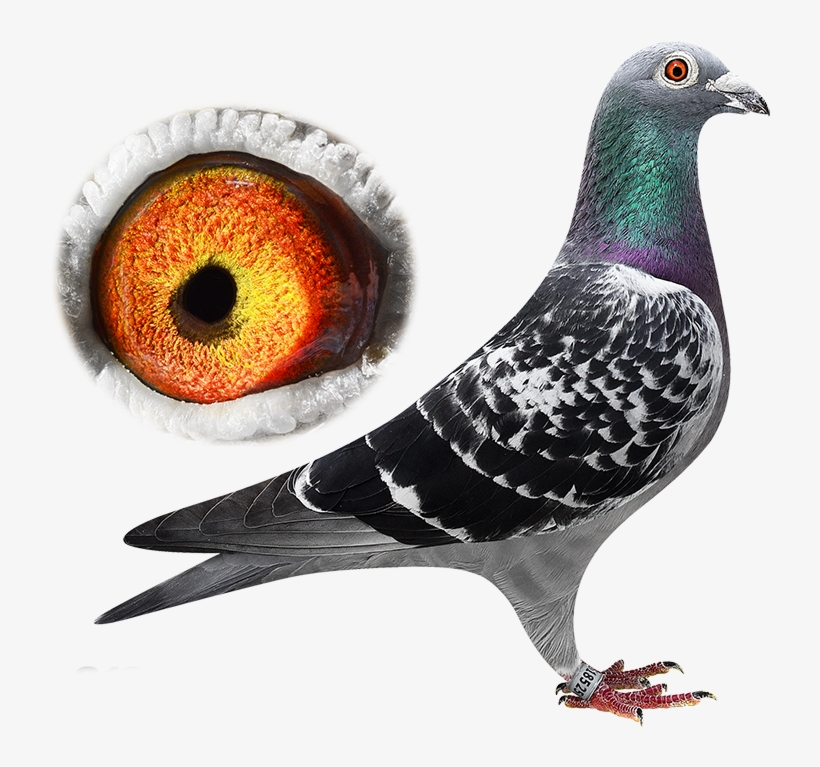This Pigeon Is Reserved - Columbinae, transparent png download