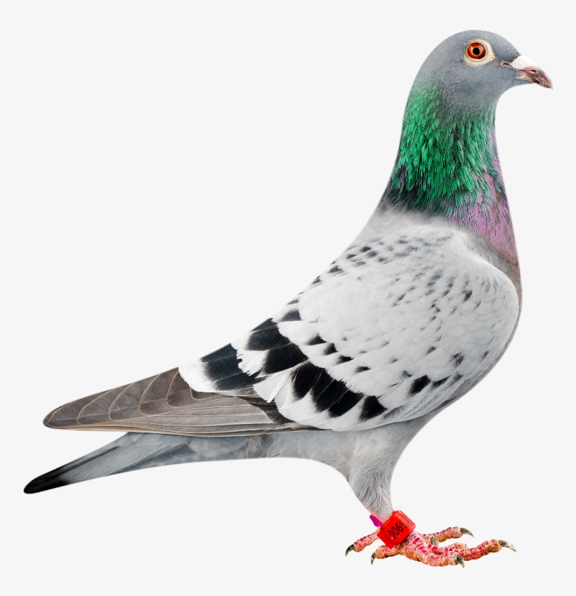Amigo 900 Bred In Conjunction With Peter Van Der Merwe - Pigeon Sport, transparent png download