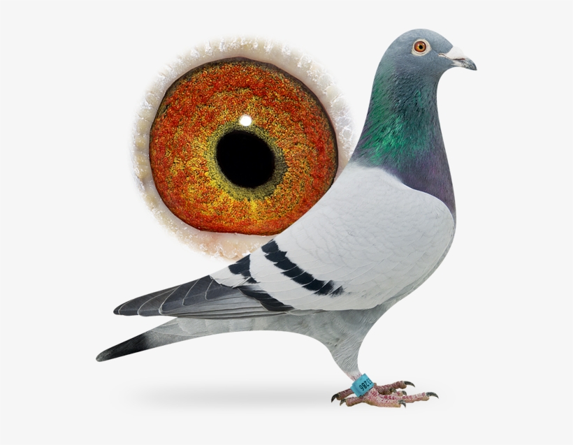 Nl16-1253286 - Stock Dove, transparent png download