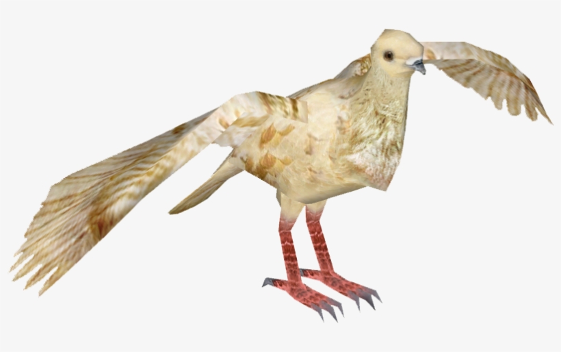 African Owl Pigeon 5 American Mourning Dove Transparent Png 801x801 Free Download On Nicepng