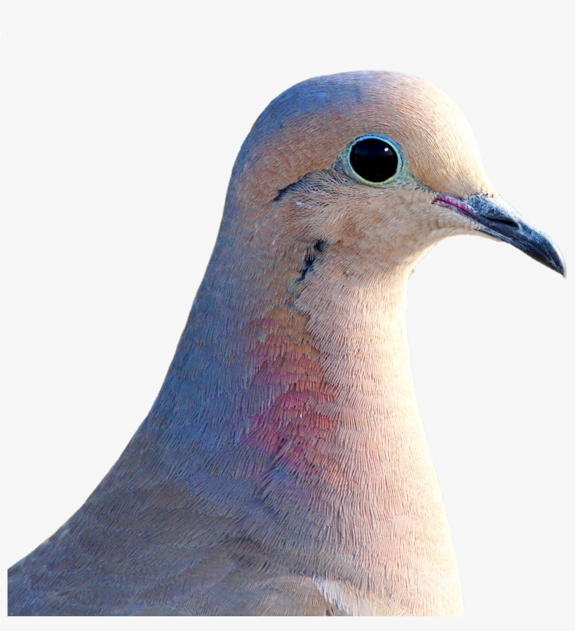 Dove City Pigeon Collared Mourning Dove Transparent Background Transparent Png 1274x1280 Free Download On Nicepng