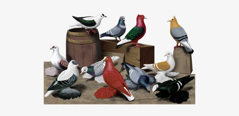 Pigeon Photos Free Download, transparent png download