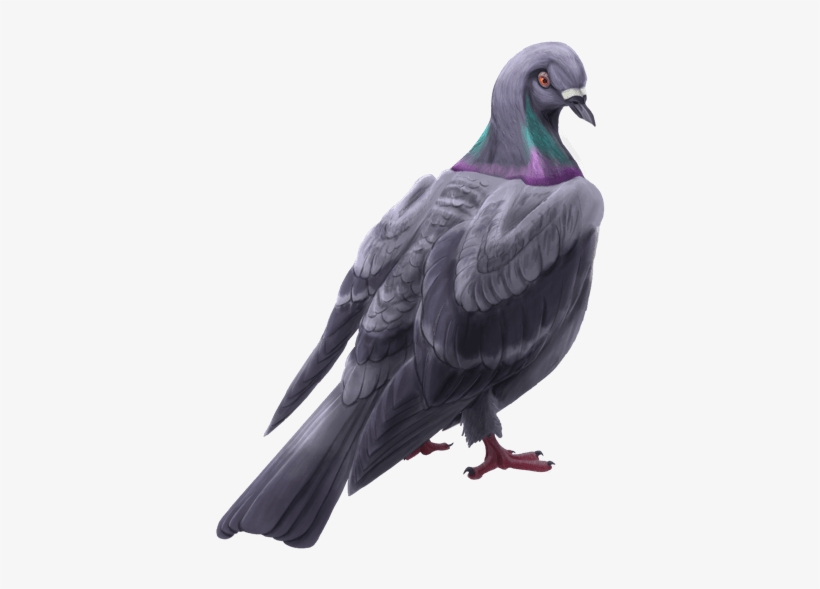 Lol Cms 218 Article - Rock Dove, transparent png download