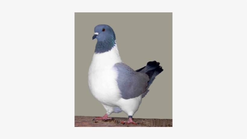 21 Aug - Strasser Pigeon, transparent png download